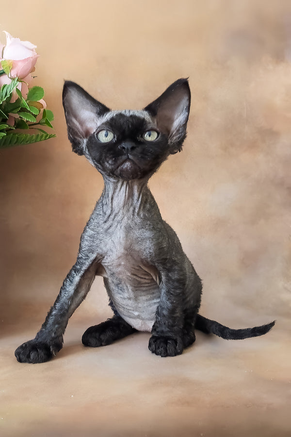 King | Devon Rex Kitten