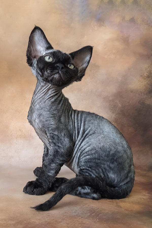 King | Devon Rex Kitten