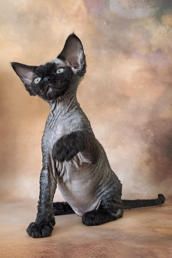 King | Devon Rex Kitten