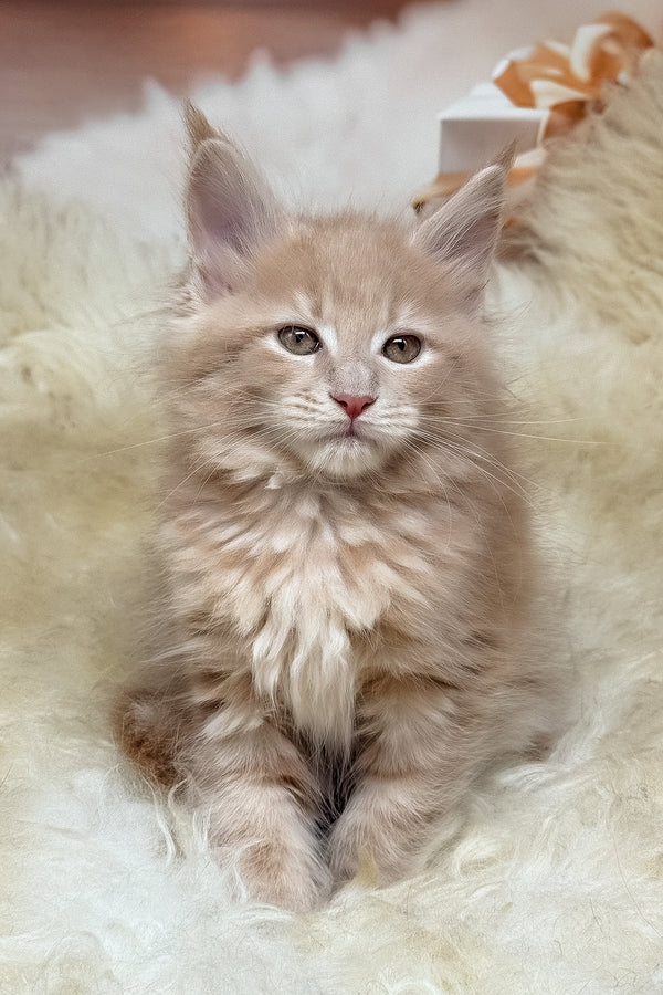 Kivi | Maine Coon Kitten