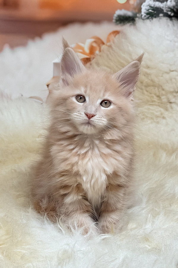 Kivi | Maine Coon Kitten