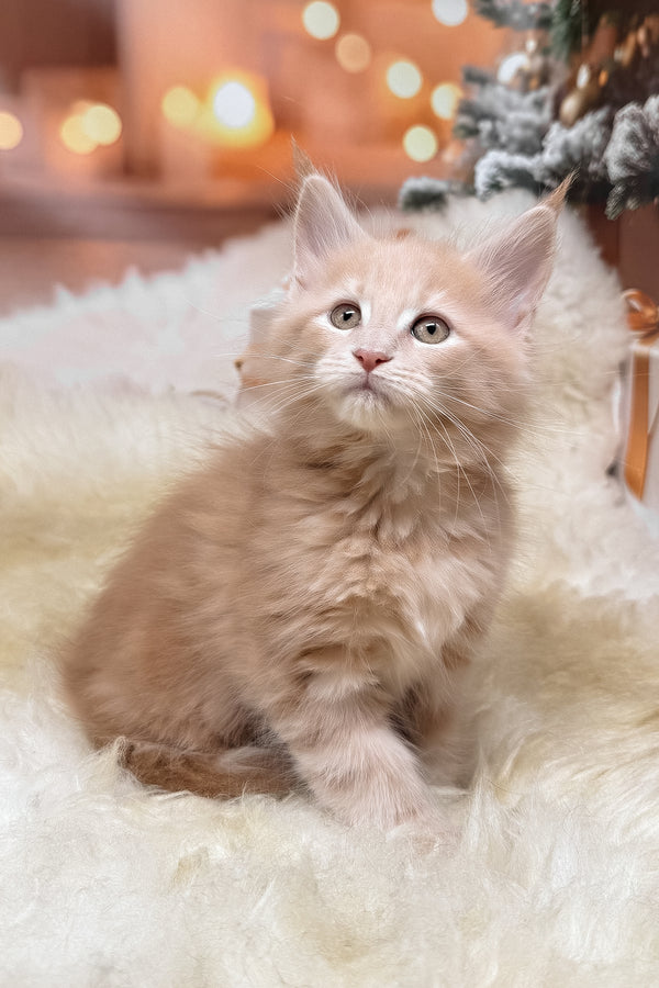 Kivi | Maine Coon Kitten