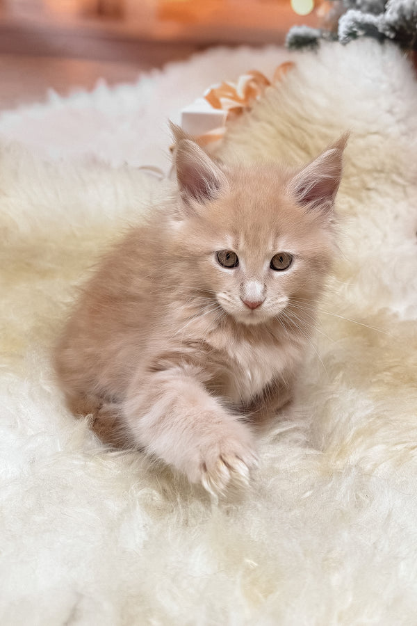 Kivi | Maine Coon Kitten