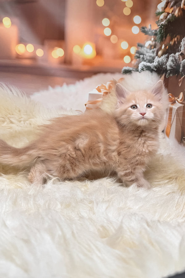 Kivi | Maine Coon Kitten