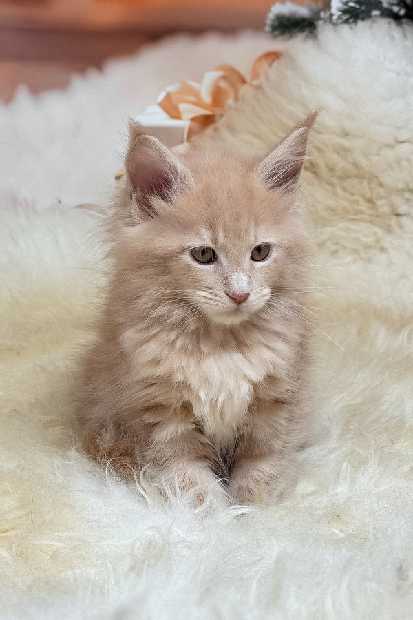 Kivi | Maine Coon Kitten