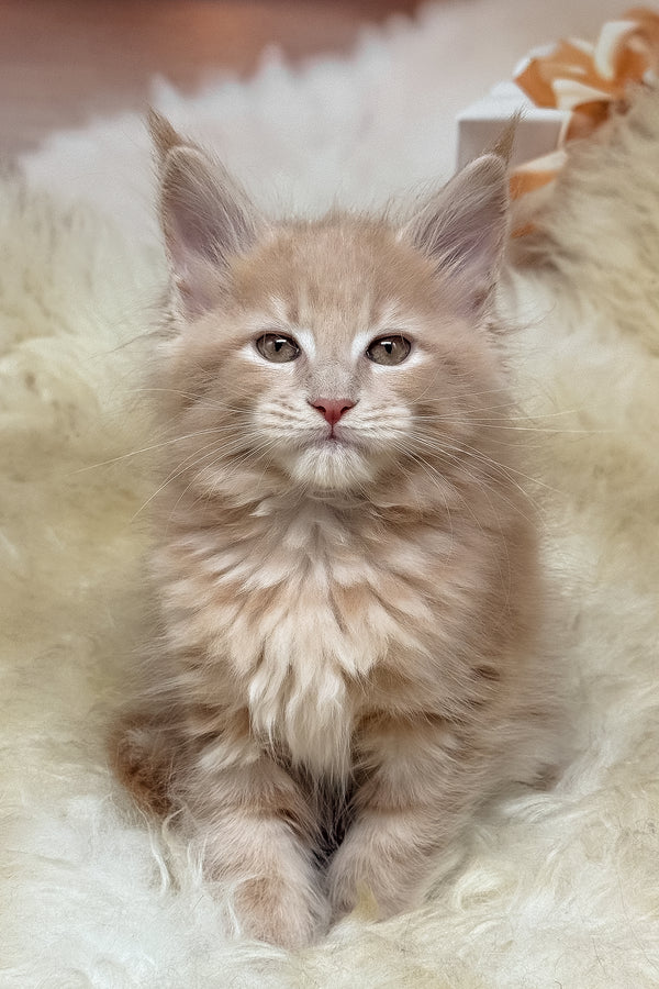 Kivi | Maine Coon Kitten