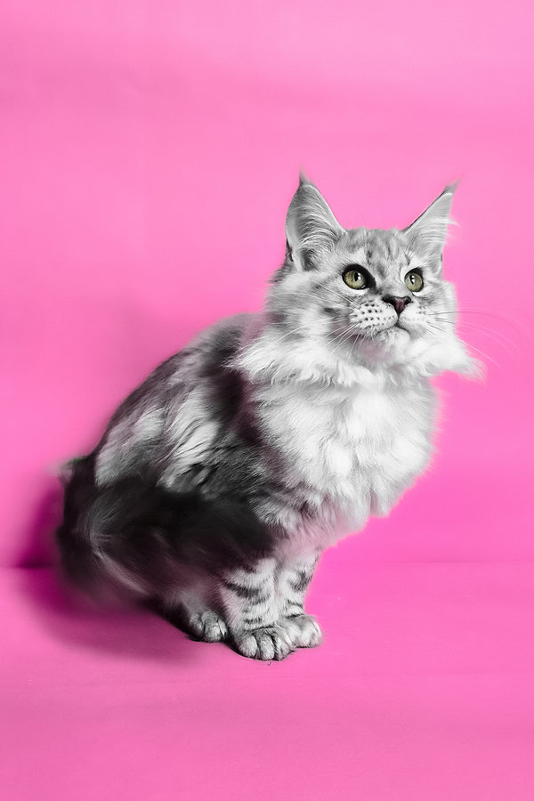 Koko | Maine Coon Kitten