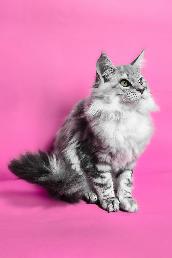 Koko | Maine Coon Kitten