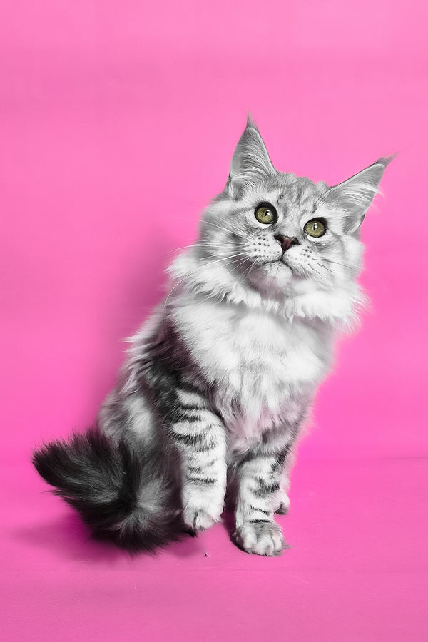 Koko | Maine Coon Kitten