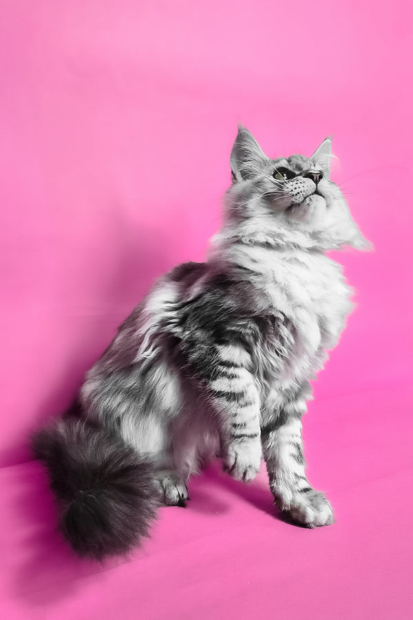 Koko | Maine Coon Kitten