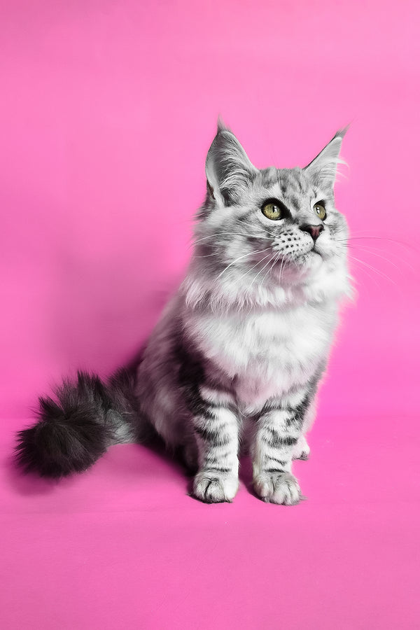 Koko | Maine Coon Kitten