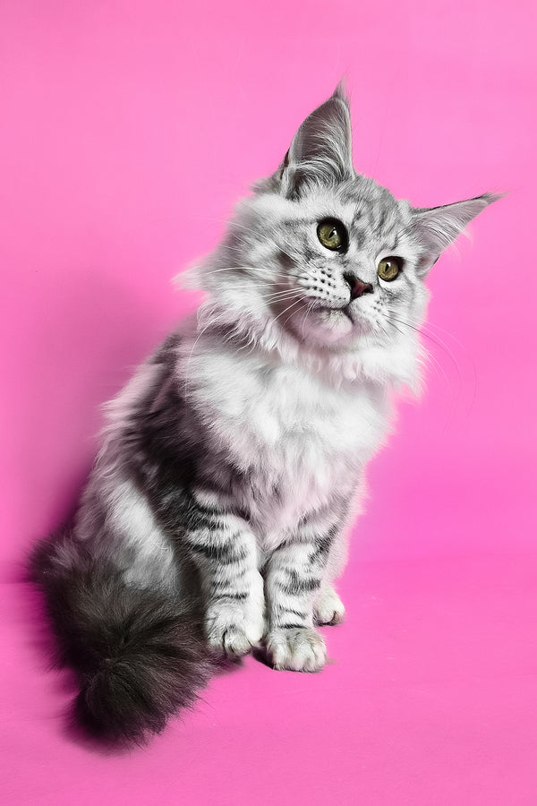 Koko | Maine Coon Kitten