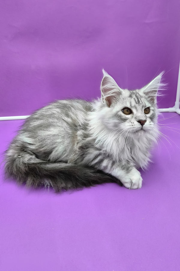 Korsar | Maine Coon Kitten