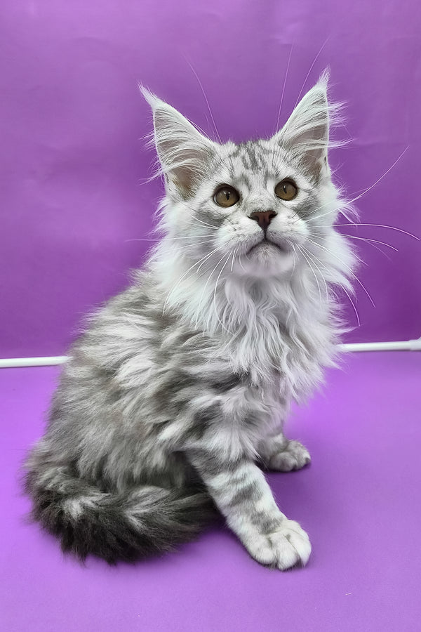 Korsar | Maine Coon Kitten