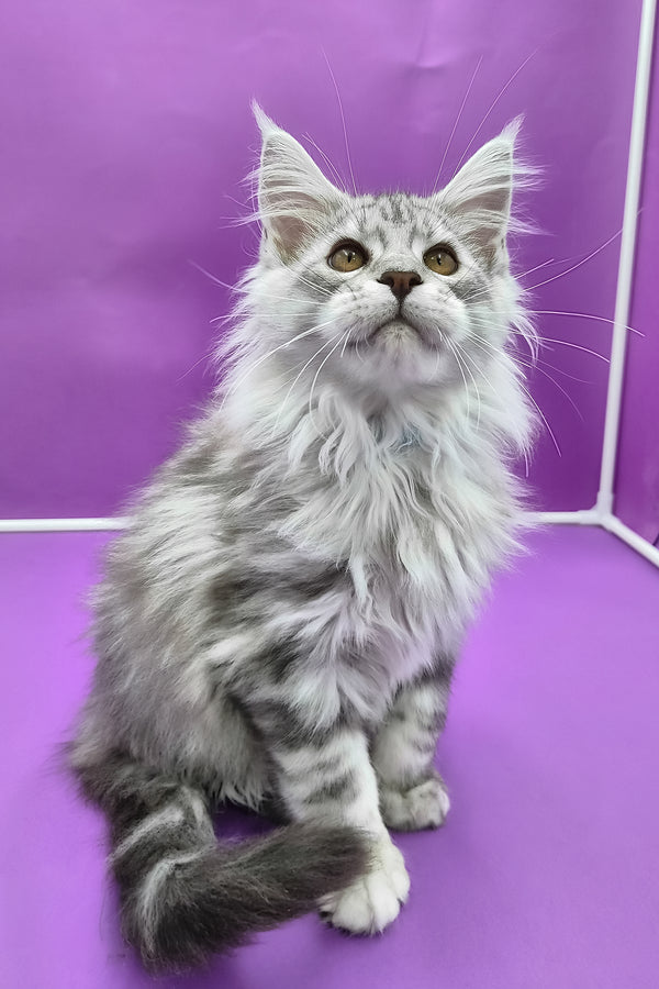Korsar | Maine Coon Kitten