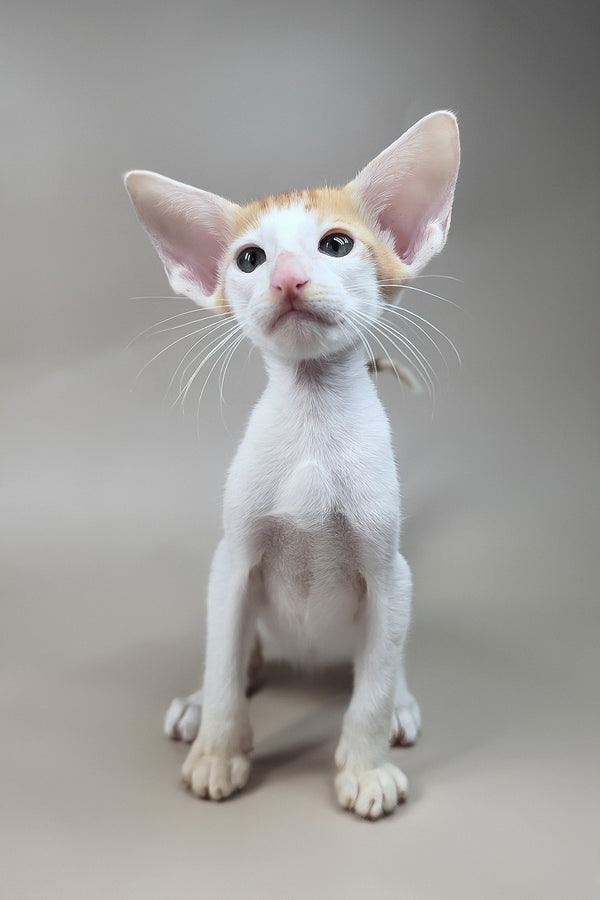 Kronos | Oriental Shorthair Kitten