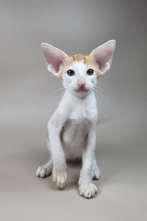 Kronos | Oriental Shorthair Kitten