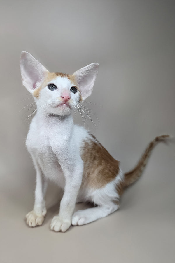 Kronos | Oriental Shorthair Kitten