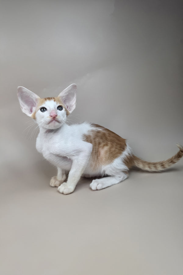 Kronos | Oriental Shorthair Kitten