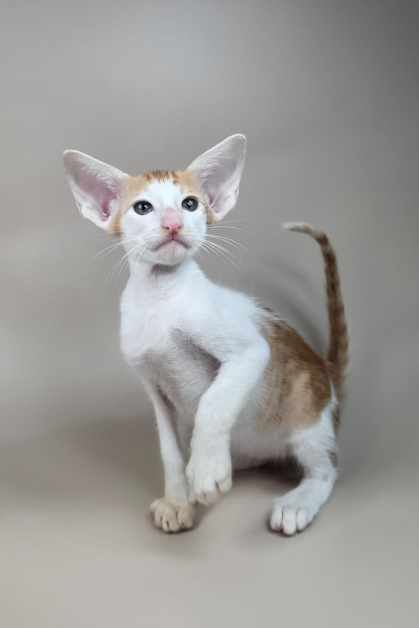 Kronos | Oriental Shorthair Kitten