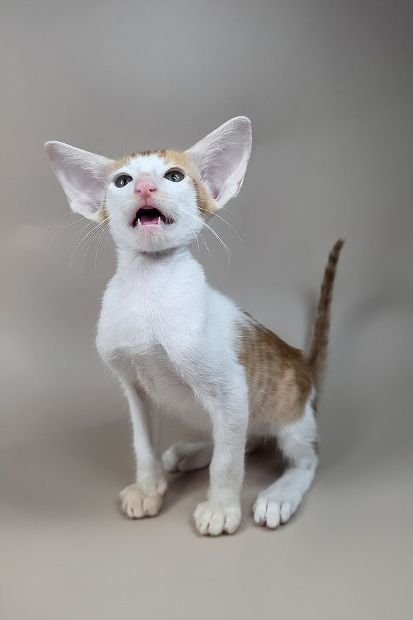 Kronos | Oriental Shorthair Kitten
