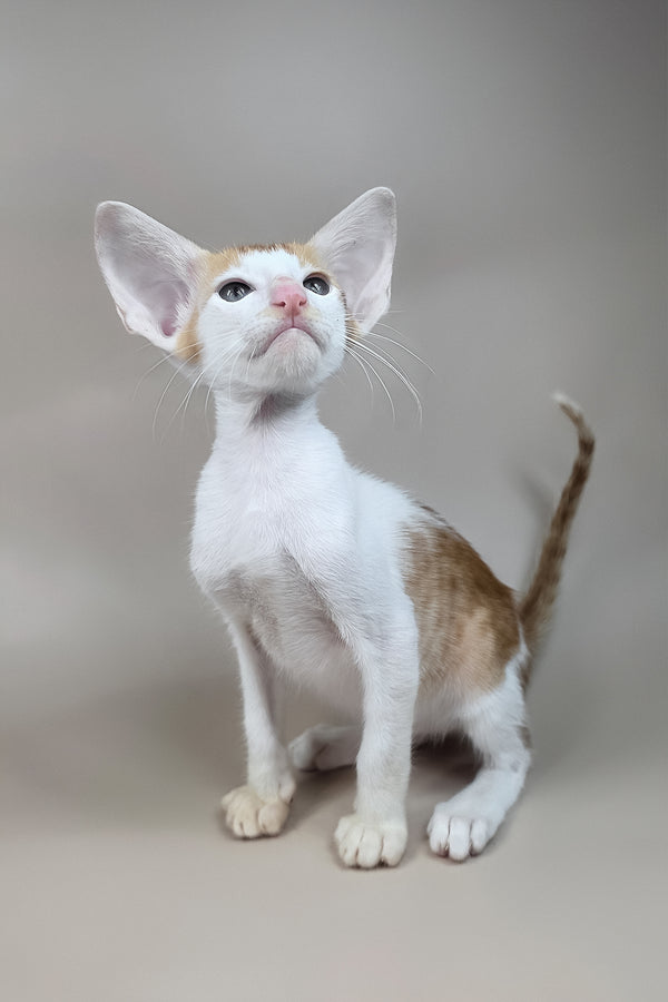 Kronos | Oriental Shorthair Kitten