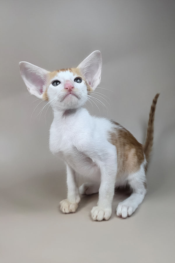 Kronos | Oriental Shorthair Kitten