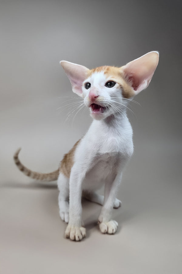 Kronos | Oriental Shorthair Kitten