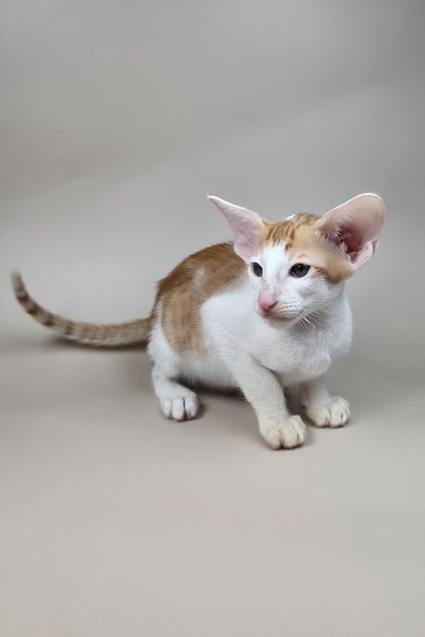 Kronos | Oriental Shorthair Kitten