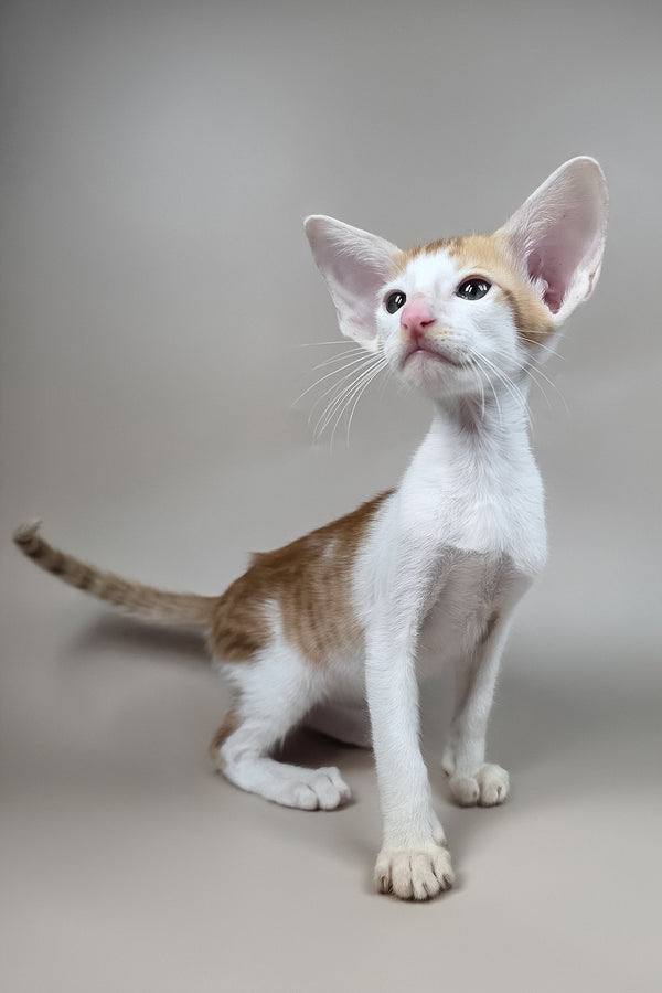 Kronos | Oriental Shorthair Kitten