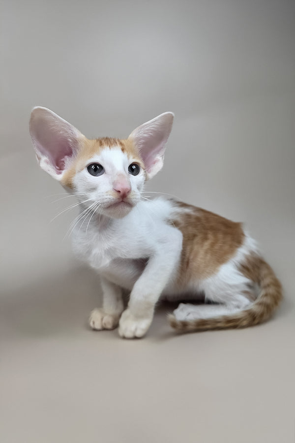 Kronos | Oriental Shorthair Kitten