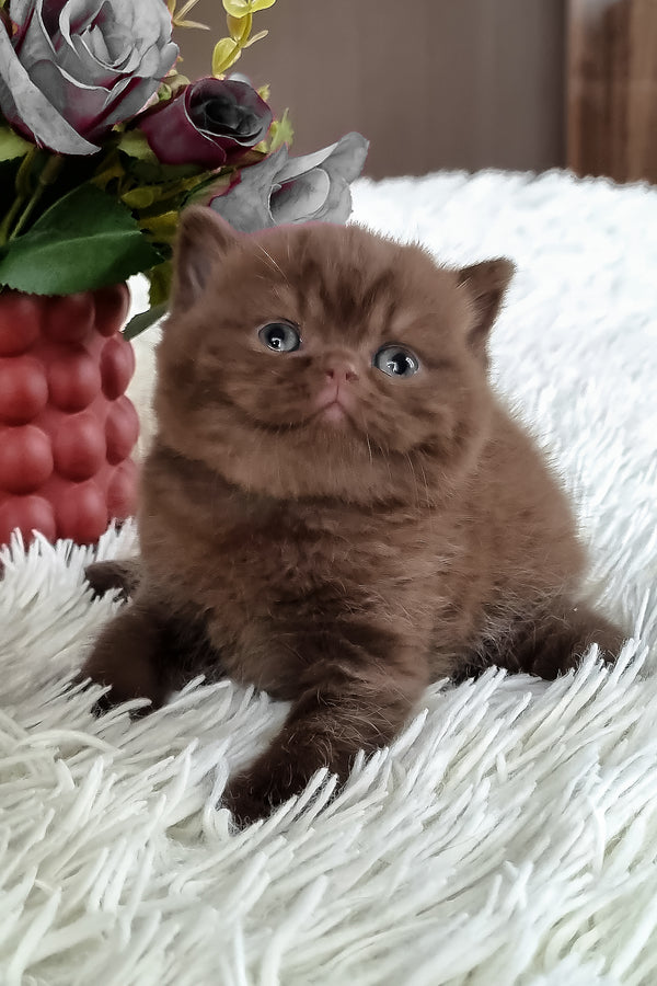 Kukla | British Shorthair Kitten