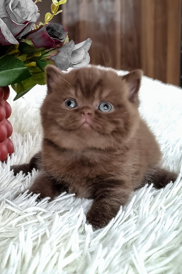 Kukla | British Shorthair Kitten