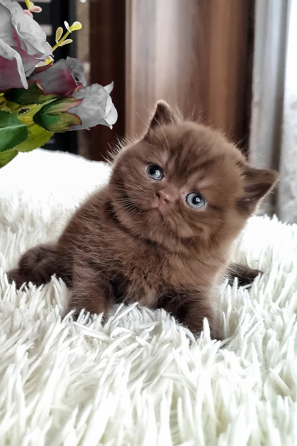 Kukla | British Shorthair Kitten