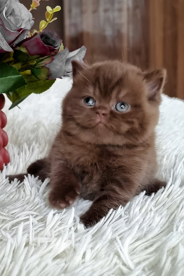 Kukla | British Shorthair Kitten