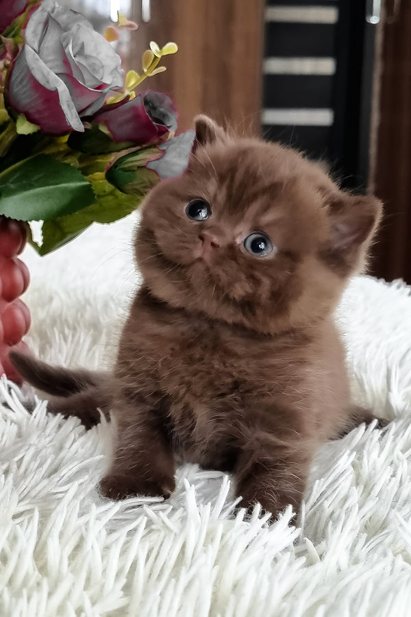 Kukla | British Shorthair Kitten