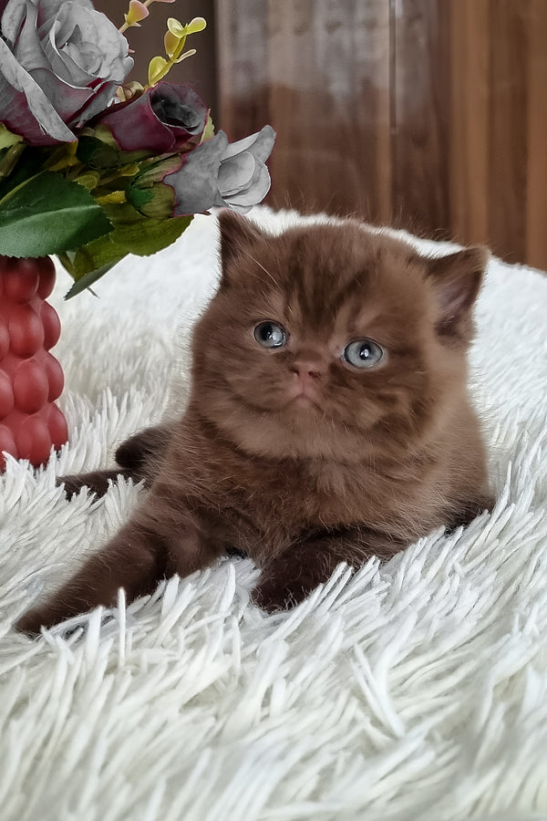 Kukla | British Shorthair Kitten