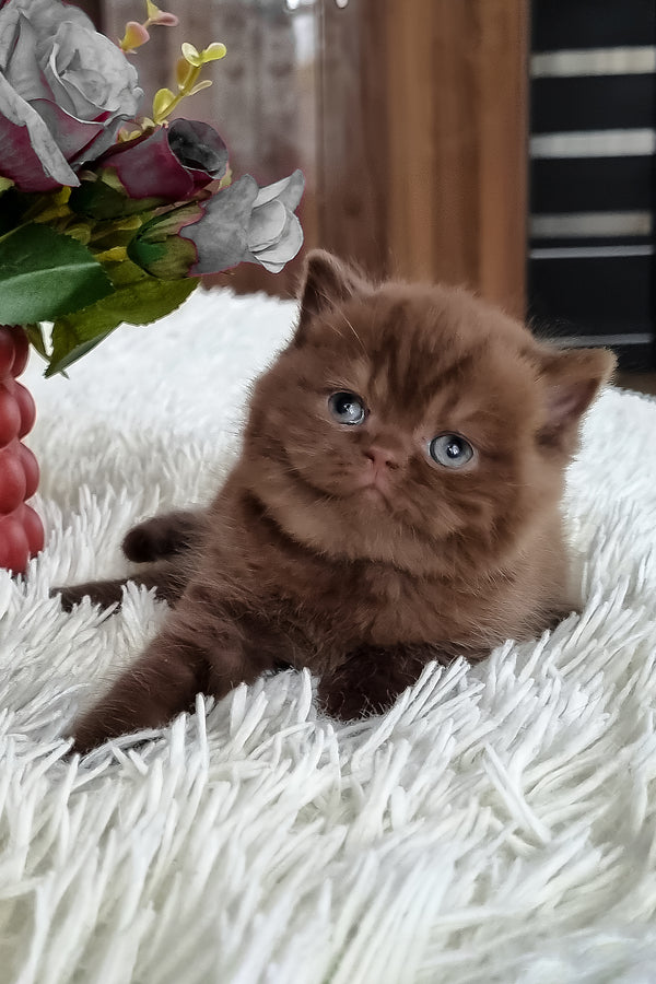Kukla | British Shorthair Kitten