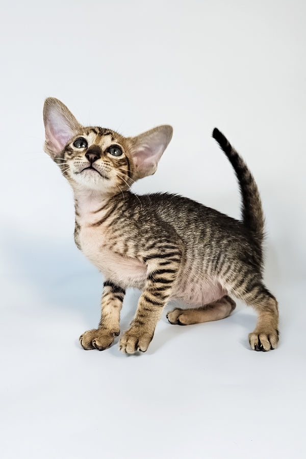 Leon | Oriental Shorthair Kitten