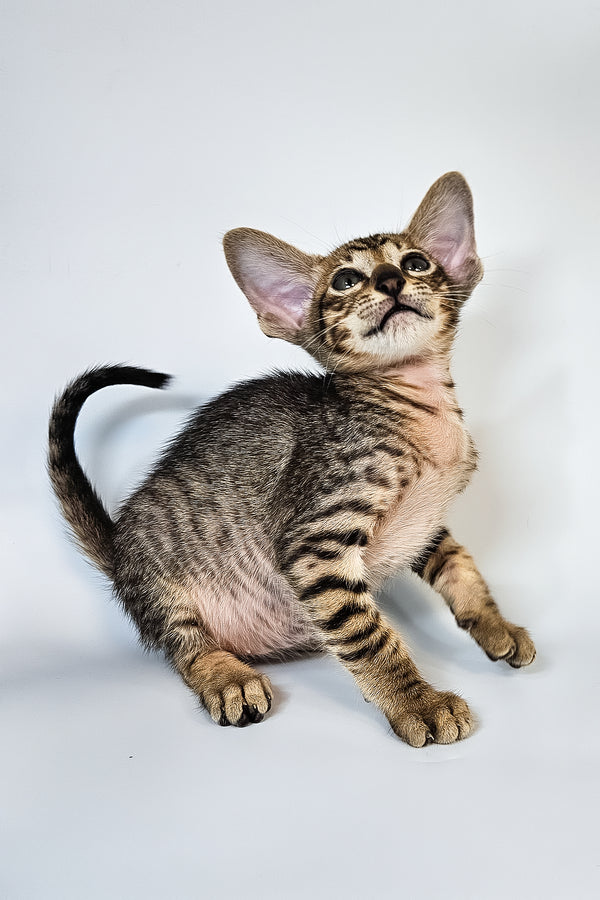 Leon | Oriental Shorthair Kitten