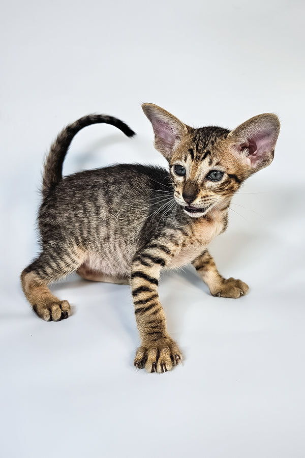 Leon | Oriental Shorthair Kitten
