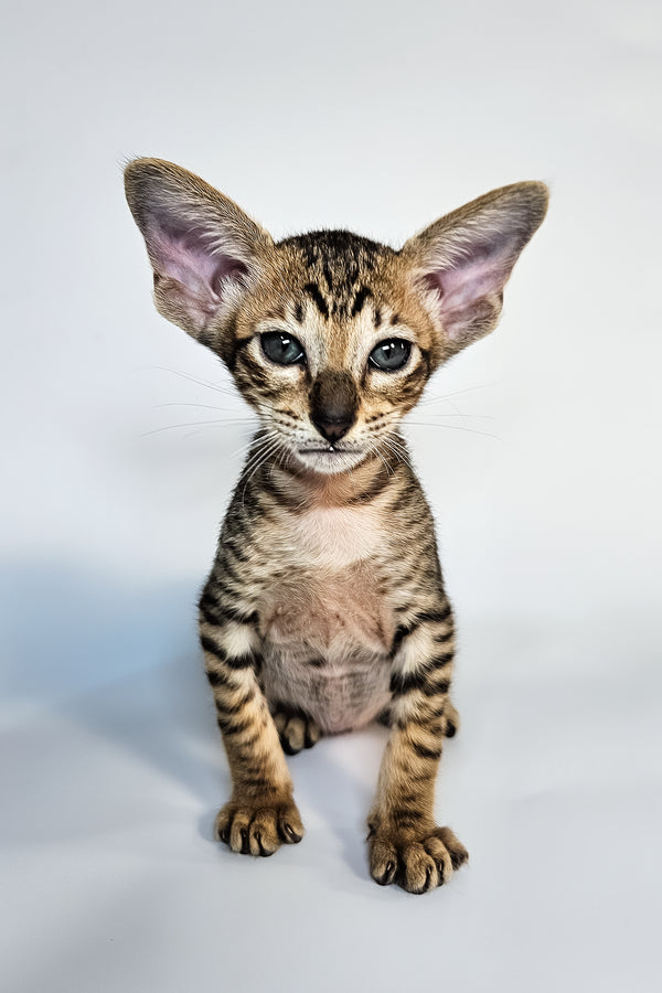 Leon | Oriental Shorthair Kitten