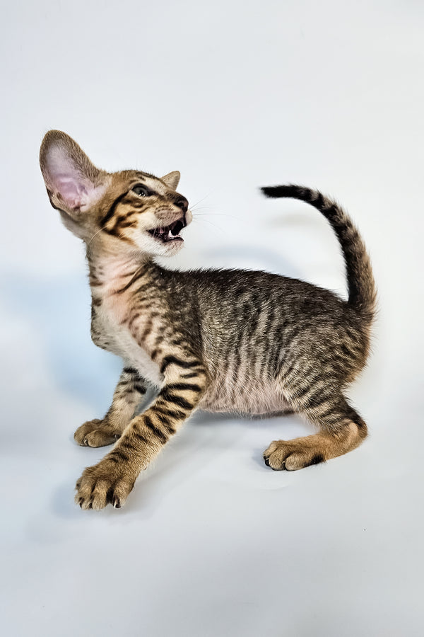 Leon | Oriental Shorthair Kitten