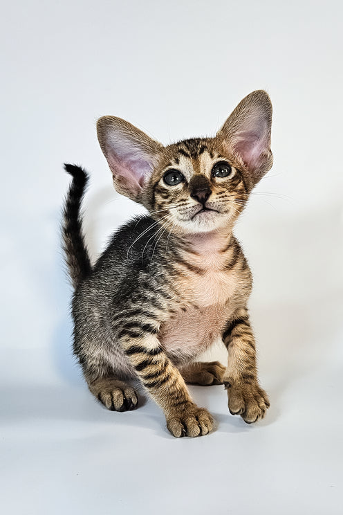 Leon | Oriental Shorthair Kitten