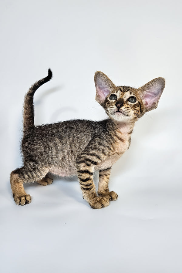 Leon | Oriental Shorthair Kitten