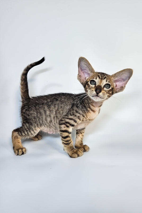 Leon | Oriental Shorthair Kitten