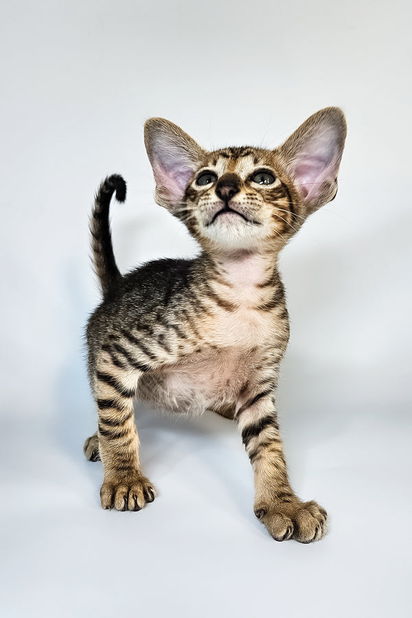 Leon | Oriental Shorthair Kitten