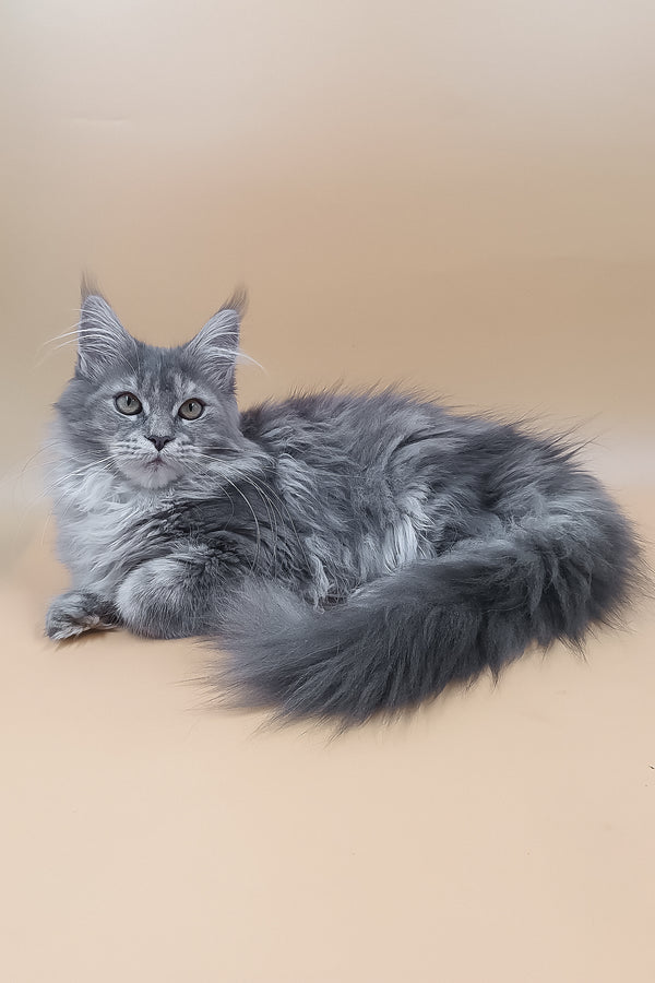 Lerra | Maine Coon Kitten
