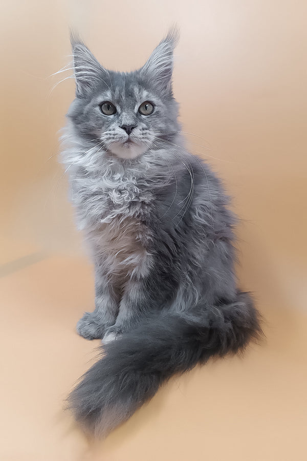 Lerra | Maine Coon Kitten