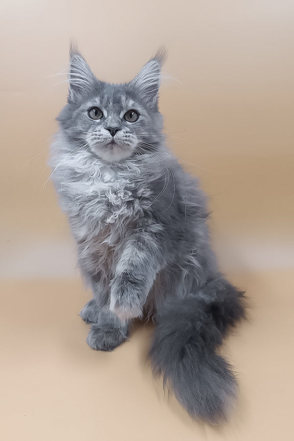 Lerra | Maine Coon Kitten